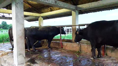 angry ox washing hot time