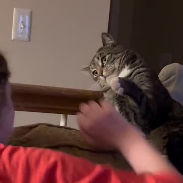 Not sure if Koko is MAD or Playing?