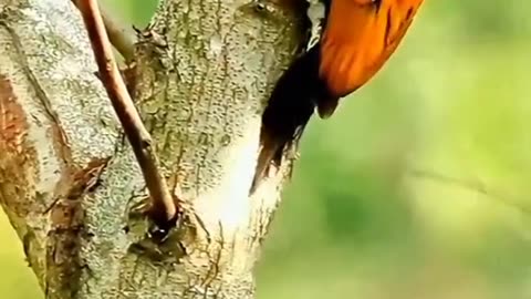 Flameback Woodpecker