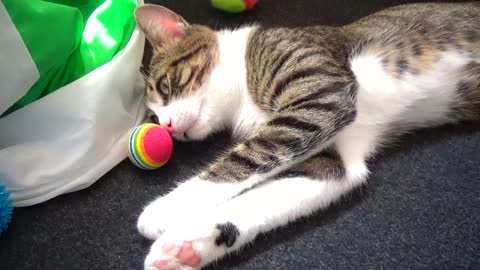 Adorable Little Cat Afraid to Touch the Ball