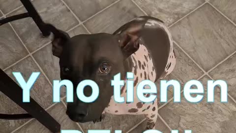 "¿Qué Raza Son Estos Perritos Sin Pelo? ¡Ayúdame a Descubrirlo! 🐶❓" 2