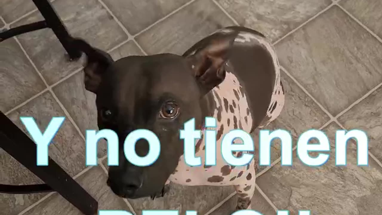 "¿Qué Raza Son Estos Perritos Sin Pelo? ¡Ayúdame a Descubrirlo! 🐶❓" 2