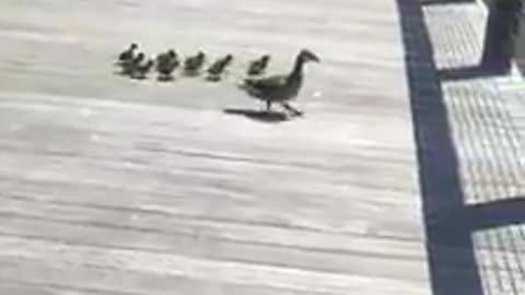 A duck learns her little one how to swimming