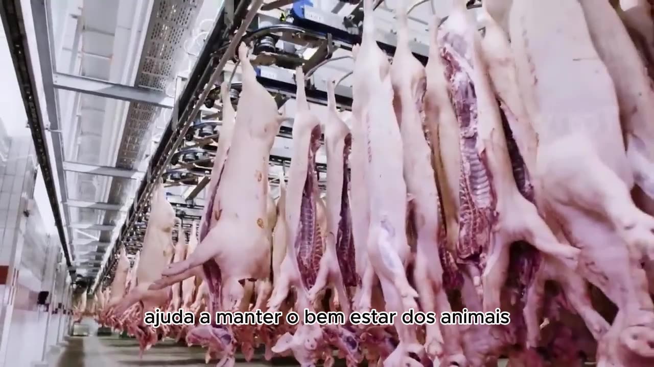 Bem-Estar Animal: Ambientes limpos e estéreis promovem o bem-estar dos suínos.