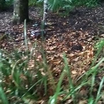 21.11.2024 Rubbishtown