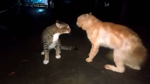 very sadistic fight.....!!!