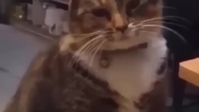 New Funny Videos 2022 😍 Cutest Cats and Dogs 🐱🐶