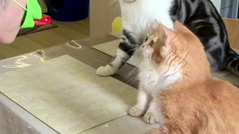 Funny cats || cats trolling 😂