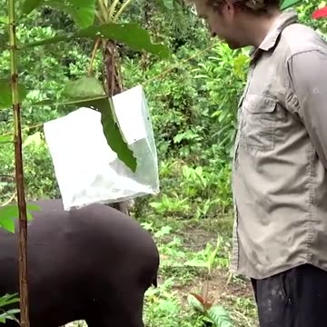 Intruder alert 🚨 #PlanetEarth3 #Tapir