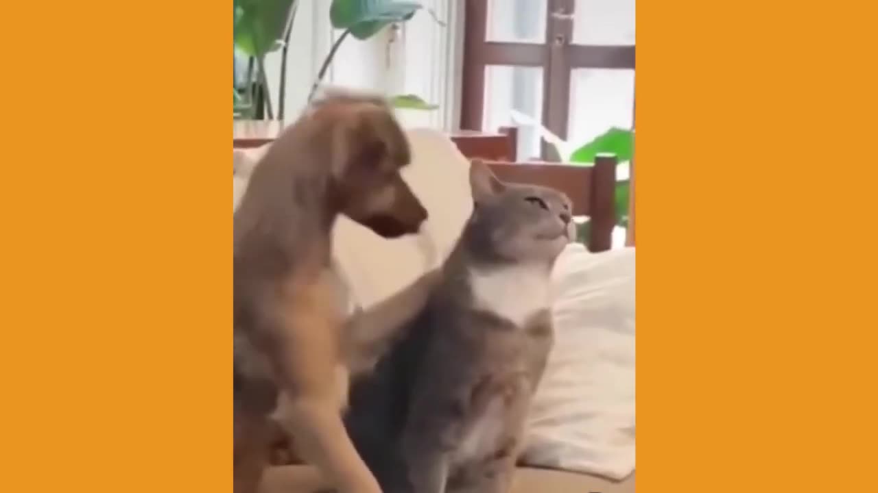 Cute Pets Doing Funny Things (Funny Animal Videos) | Pet Videos That Make You Laugh in 2022 - Part 2