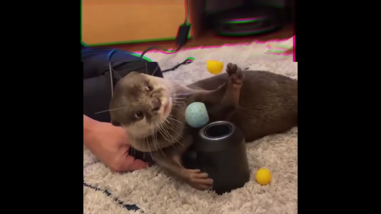 Animals funny videos