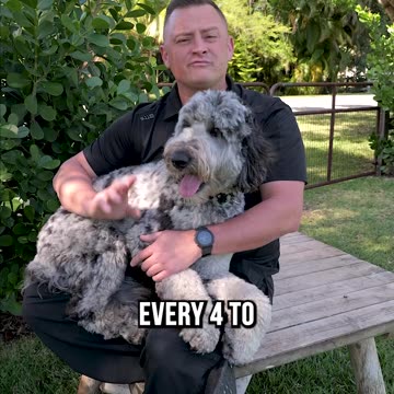 Is the Bernedoodle Right for You?