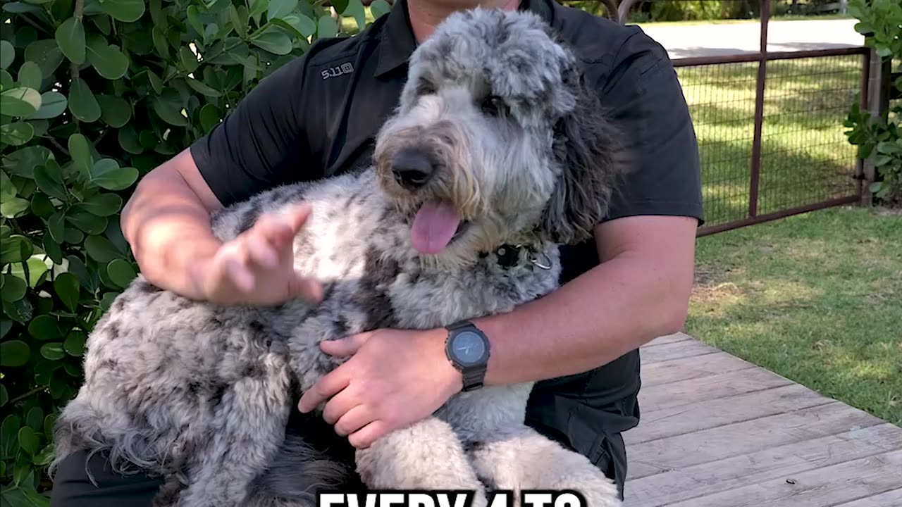 Is the Bernedoodle Right for You?