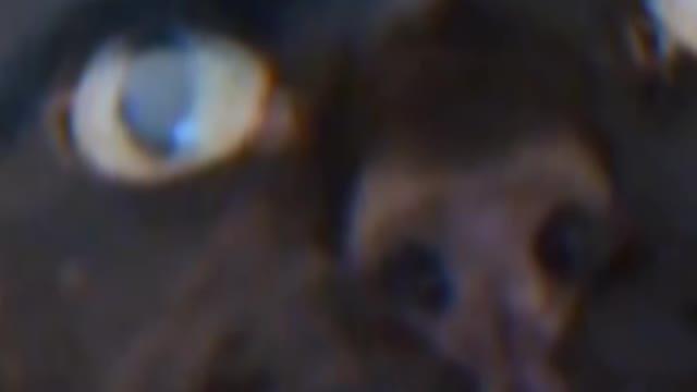 My Cat is dancing video 🤩