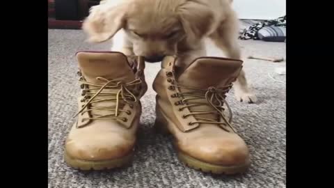 Funniest & Cutest Golden Retriever Puppies - Funny Puppy Videos 2022