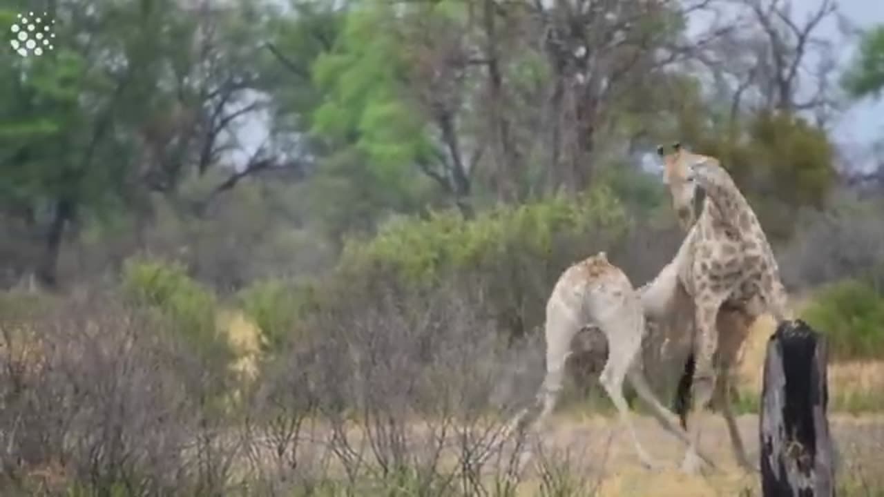 Animals wars | incredible animals | angry animals