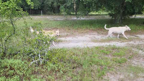 White German Shepherd Brothers Battle