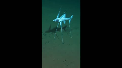 who knows the name of this fish write in the comments