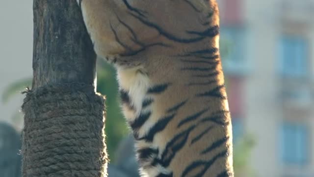 The living conditions of tigers