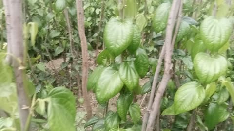 Paan farming