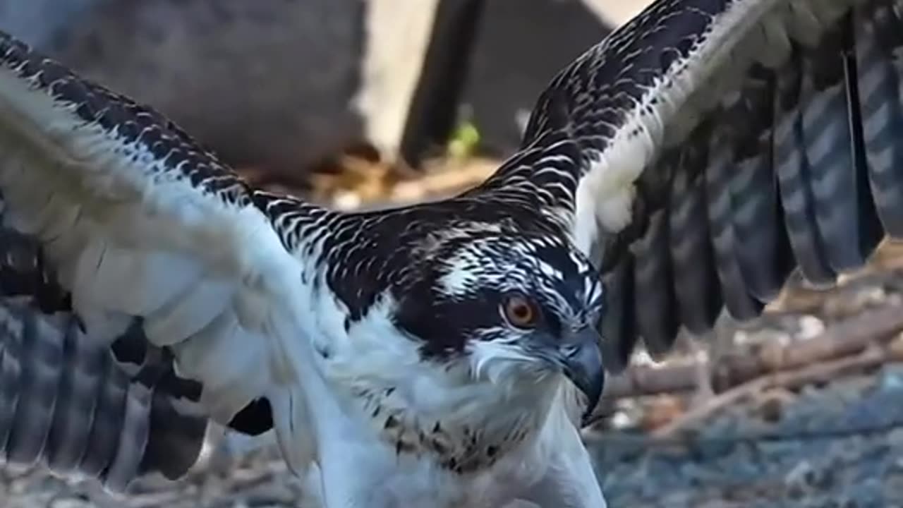 Relaxation video