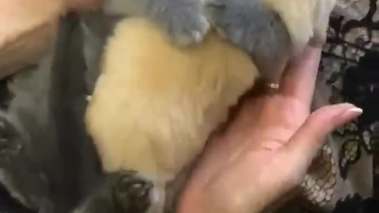 Funny cats