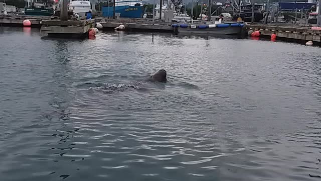 Sealion meal