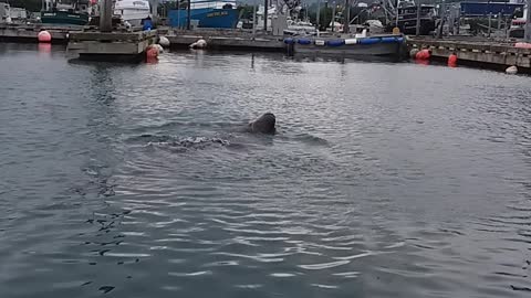 Sealion meal