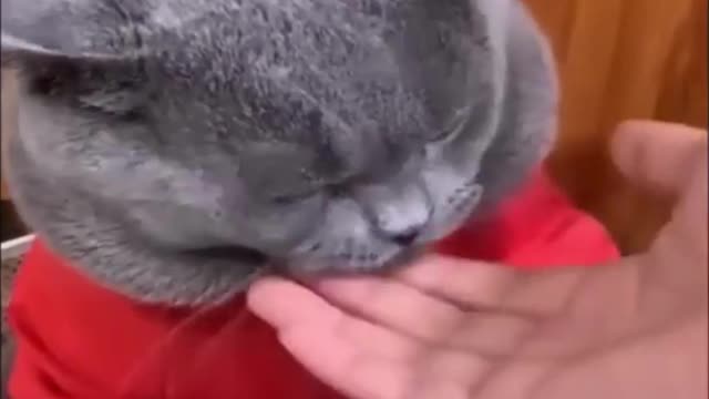 funny cats videos 2023 that looks like play and fun in home