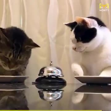 Smart Kitties Ring The Dinner Bell!