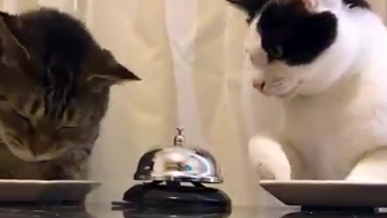 Smart Kitties Ring The Dinner Bell!