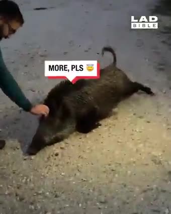 Even Razorbacks Need Belly Rubs