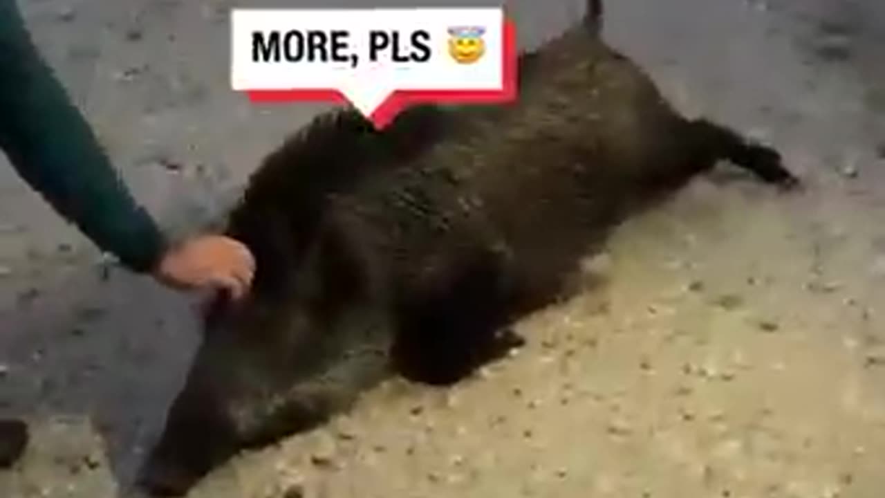 Even Razorbacks Need Belly Rubs