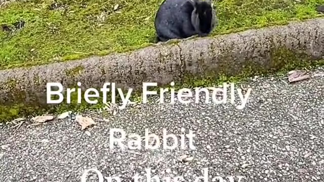 Friendly rabbit song