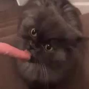 Time for some snack kitty💕