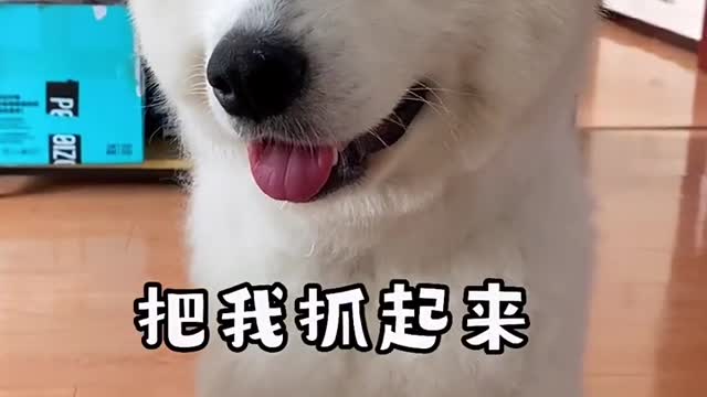 I don't think you've ever seen that lovely Samoyed