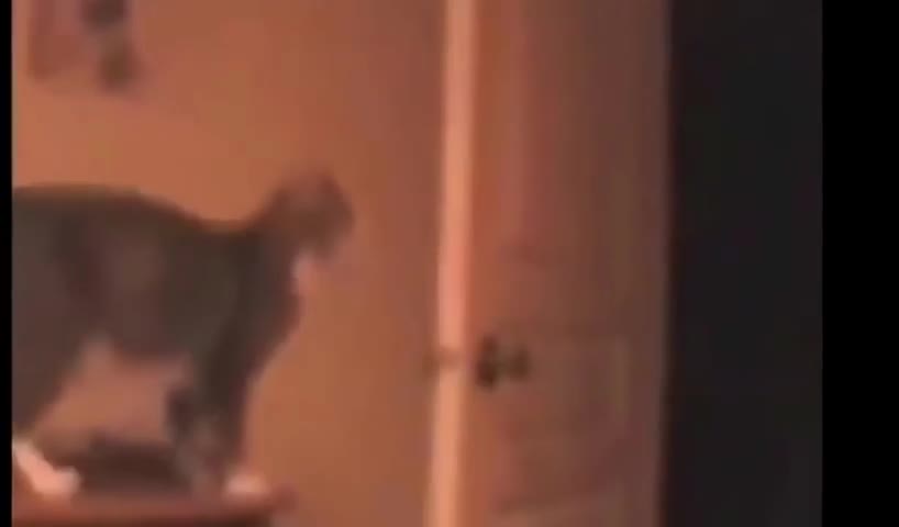 New cats epic funny video