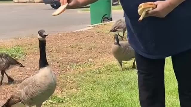 Grandma fed the birds today! 🦅