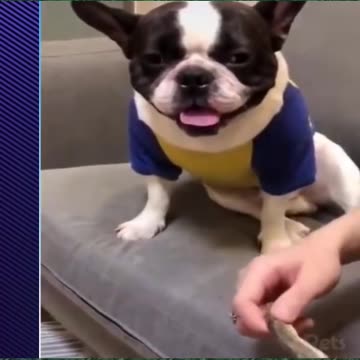 Funny cats & dogs | Funny Pets | #shorts