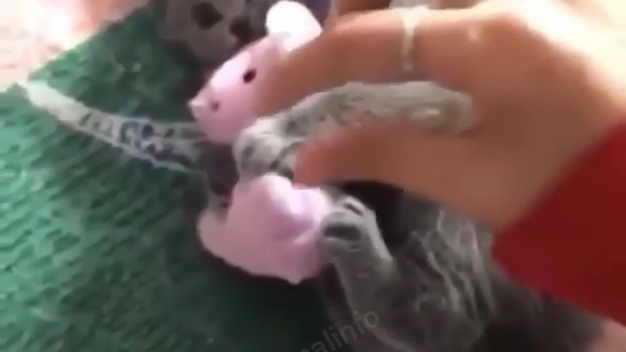 funneist ๐animals ๐2023๐