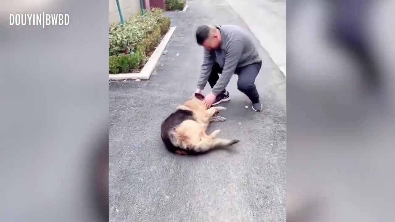 Former Police Dog 'Cries' After Reuniting With Handler She Hasn't Seen For Years