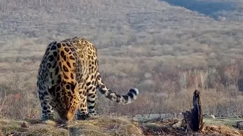 Amur leopard in its natural habitat 😊