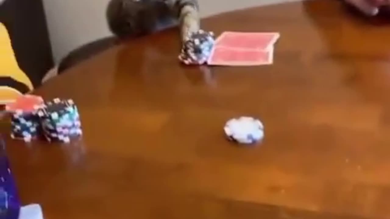 cat playing poker