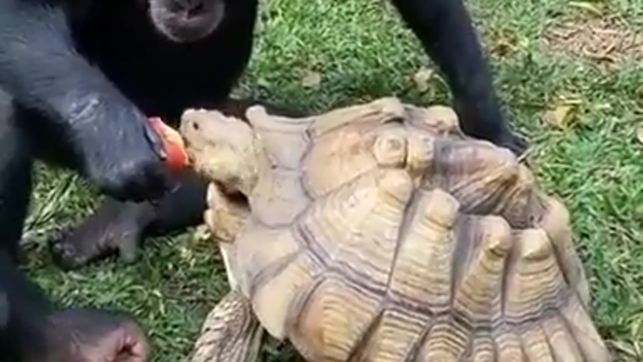 The Endearing Friendship of Monkey and Tortoise