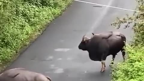 Bison Attack Public bus on road