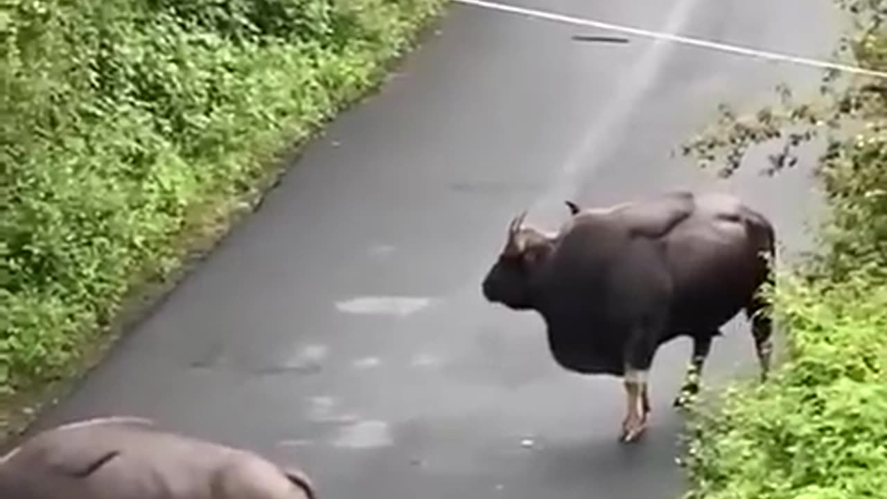 Bison Attack Public bus on road