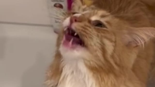 Watch this cat’s reaction when they turn on the shower.