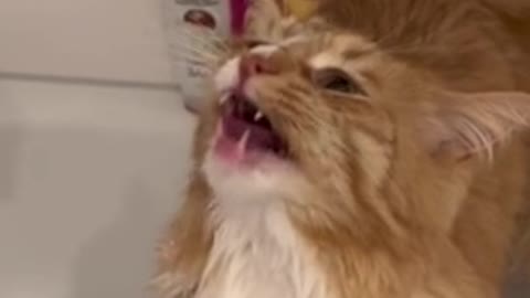 Watch this cat’s reaction when they turn on the shower.