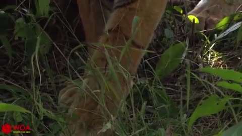TIGE Escape From Tiger Hunting But Failed_Cut