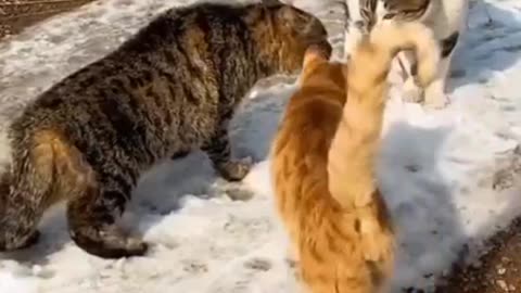 Funny cat fight